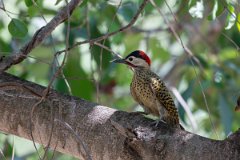 DPPhotography - Pantanal - Green-barred woodpecker - C