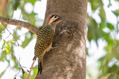 DPPhotography - Pantanal - Green-barred woodpecker - D