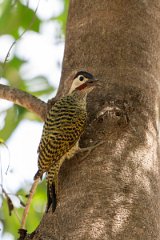 DPPhotography - Pantanal - Green-barred woodpecker - E