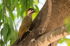 DPPhotography - Pantanal - Green-barred woodpecker - F