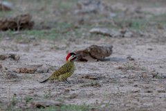 DPPhotography - Pantanal - Green-barred woodpecker - H