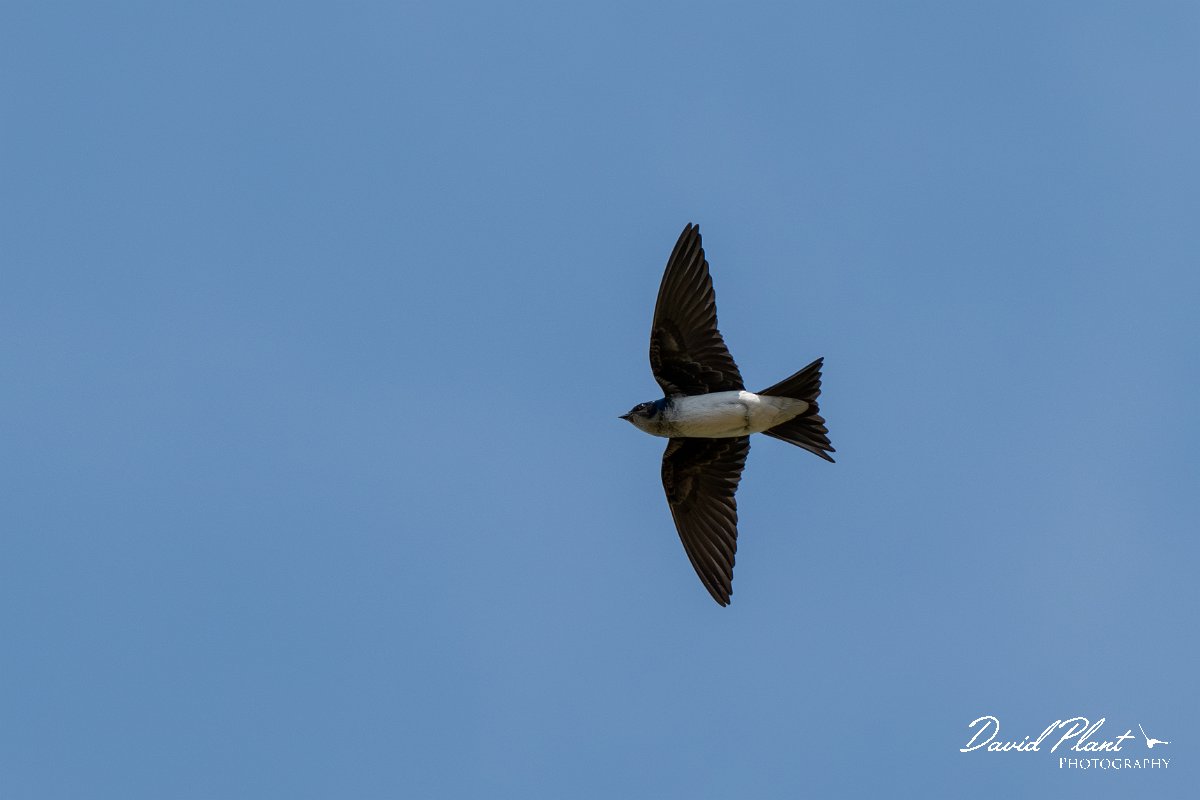 DPPhotography - Pantanal - Grey-breasted martin - A.jpg - Grey-breasted martin - Pantanal, Brazil