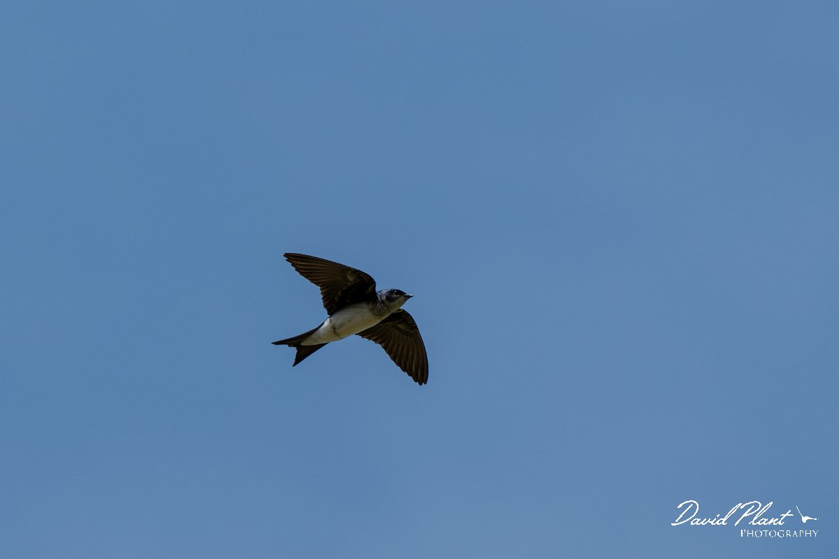 DPPhotography - Pantanal - Grey-breasted martin - B.jpg - Grey-breasted martin - Pantanal, Brazil