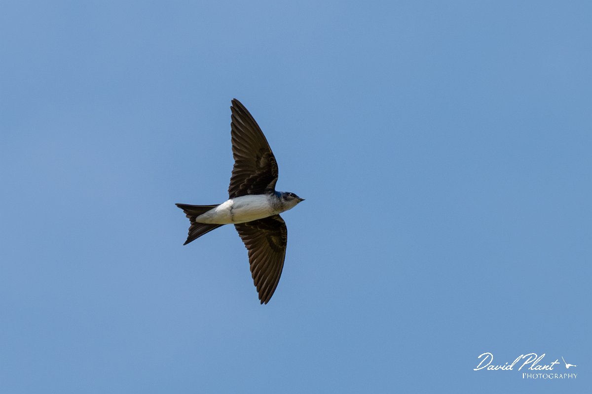 DPPhotography - Pantanal - Grey-breasted martin - C.jpg - Grey-breasted martin - Pantanal, Brazil
