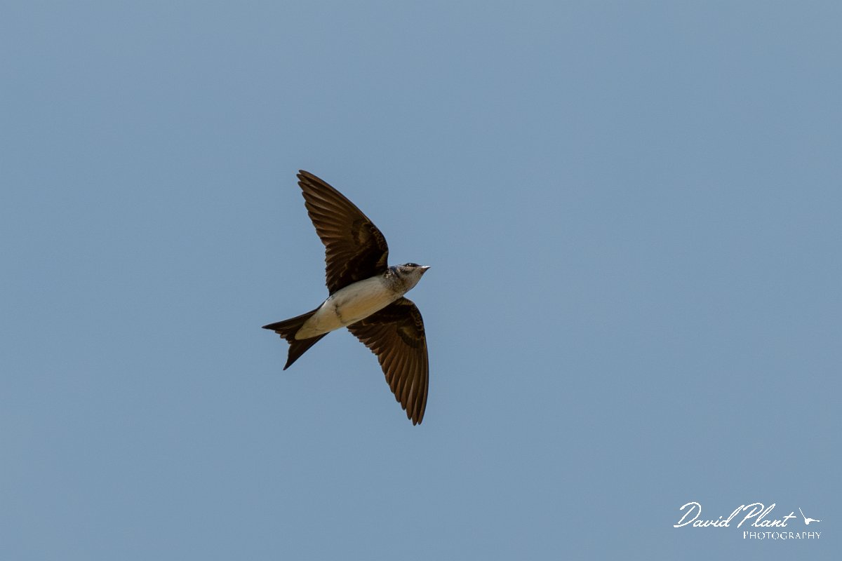 DPPhotography - Pantanal - Grey-breasted martin - D.jpg - Grey-breasted martin - Pantanal, Brazil