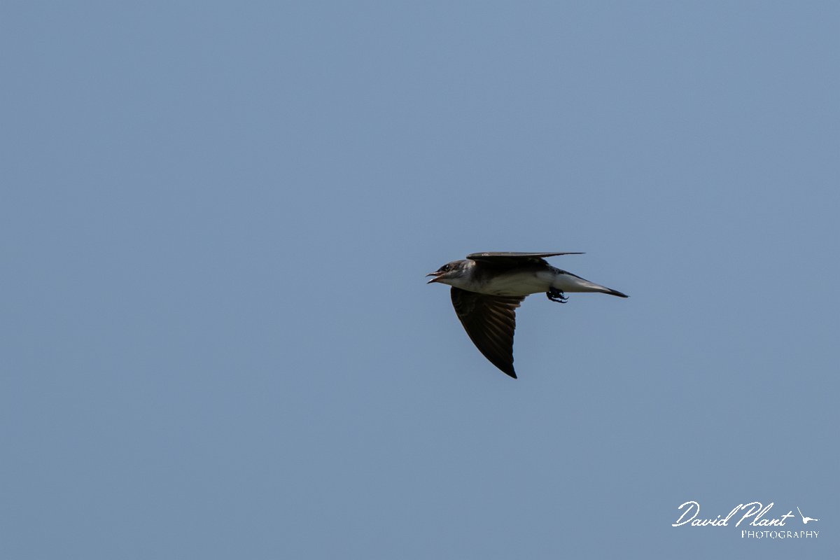 DPPhotography - Pantanal - Grey-breasted martin - E.jpg - Grey-breasted martin - Pantanal, Brazil