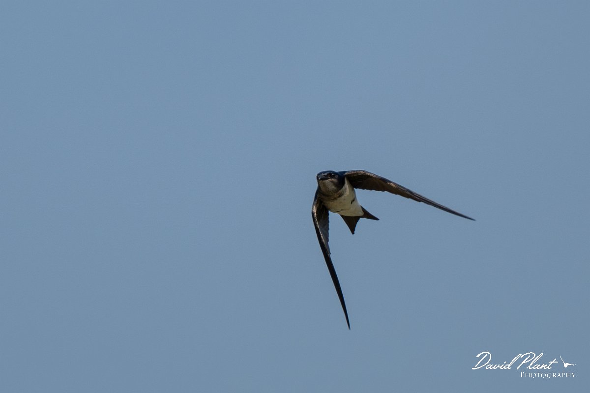 DPPhotography - Pantanal - Grey-breasted martin - F.jpg - Grey-breasted martin - Pantanal, Brazil