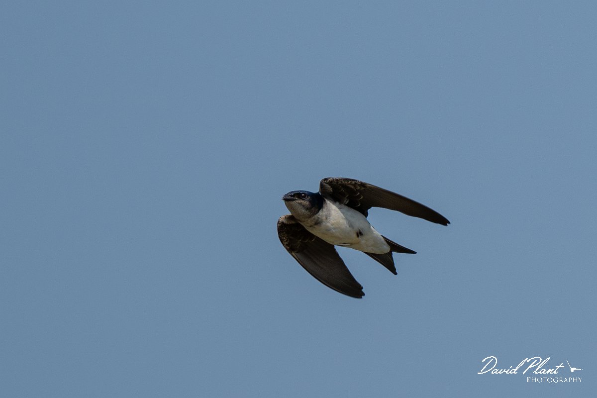 DPPhotography - Pantanal - Grey-breasted martin - G.jpg - Grey-breasted martin - Pantanal, Brazil