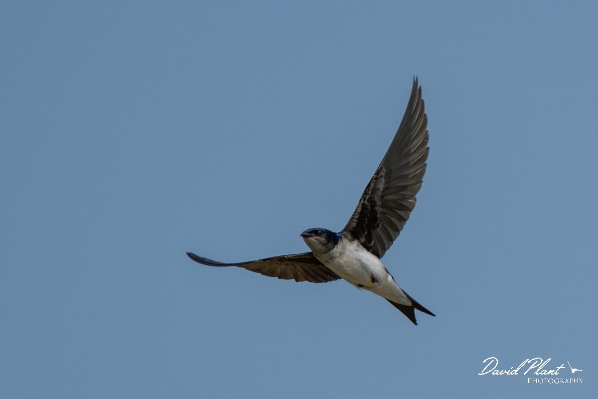 DPPhotography - Pantanal - Grey-breasted martin - H.jpg - Grey-breasted martin - Pantanal, Brazil