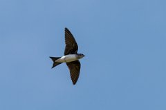 DPPhotography - Pantanal - Grey-breasted martin - C