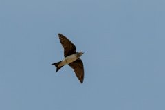DPPhotography - Pantanal - Grey-breasted martin - D