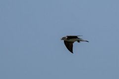 DPPhotography - Pantanal - Grey-breasted martin - E