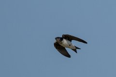 DPPhotography - Pantanal - Grey-breasted martin - G