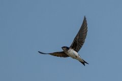 DPPhotography - Pantanal - Grey-breasted martin - H