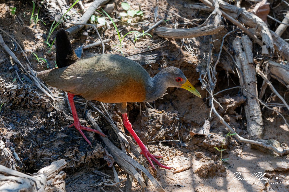 DPPhotography - Pantanal - Grey-cowled wood rail - D.jpg - Grey-cowled wood rail - Rio Piquiri, Pantanal, Brazil