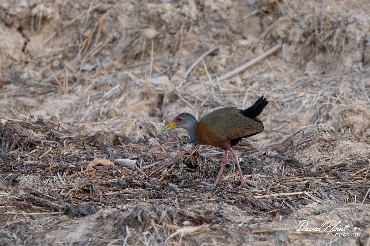 DPPhotography - Pantanal - Grey-cowled wood rail - F.jpg - Grey-cowled wood rail -  Pantanal, Brazil
