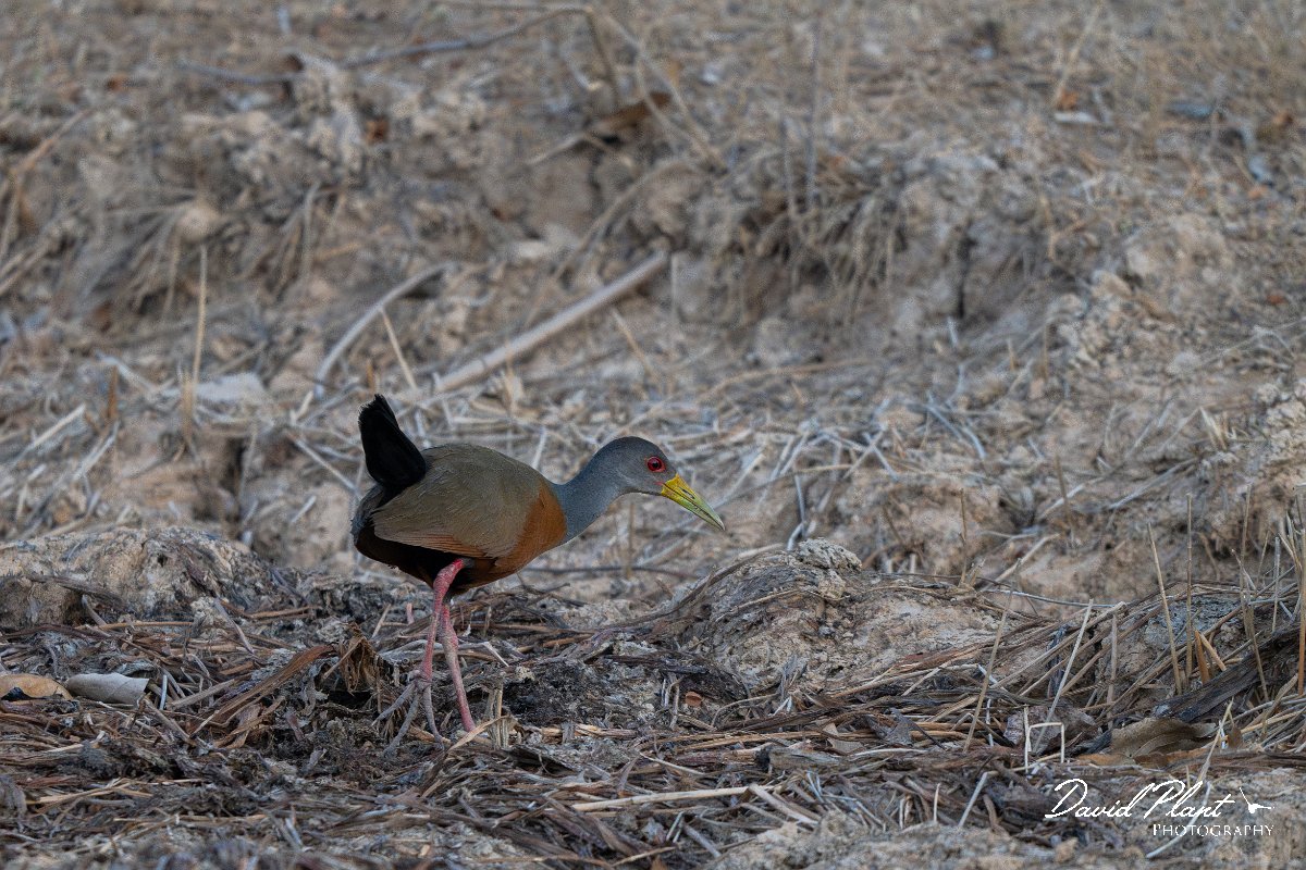 DPPhotography - Pantanal - Grey-cowled wood rail - G.jpg - Grey-cowled wood rail -  Pantanal, Brazil