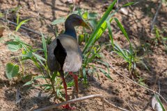DPPhotography - Pantanal - Grey-cowled wood rail - A