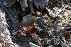 DPPhotography - Pantanal - Grey-cowled wood rail - B
