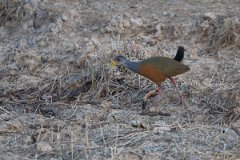 DPPhotography - Pantanal - Grey-cowled wood rail - E