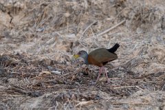DPPhotography - Pantanal - Grey-cowled wood rail - F