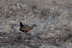 DPPhotography - Pantanal - Grey-cowled wood rail - G