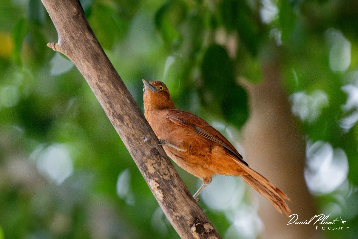 DPPhotography - Pantanal - Grey-crested cacholote - A.jpg - Grey-crested cacholote - Pantanal, Brazil