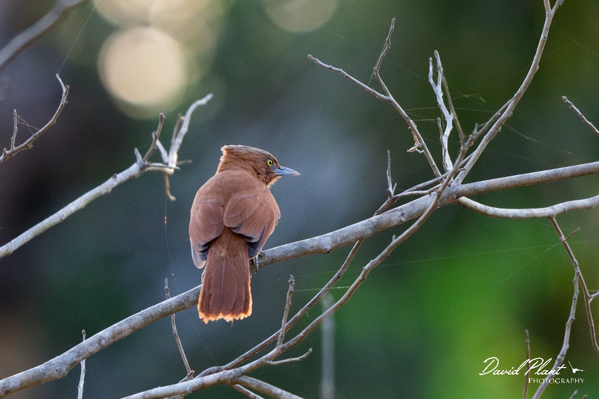 DPPhotography - Pantanal - Grey-crested cacholote - B.jpg - Grey-crested cacholote - Pantanal, Brazil