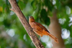 DPPhotography - Pantanal - Grey-crested cacholote - A