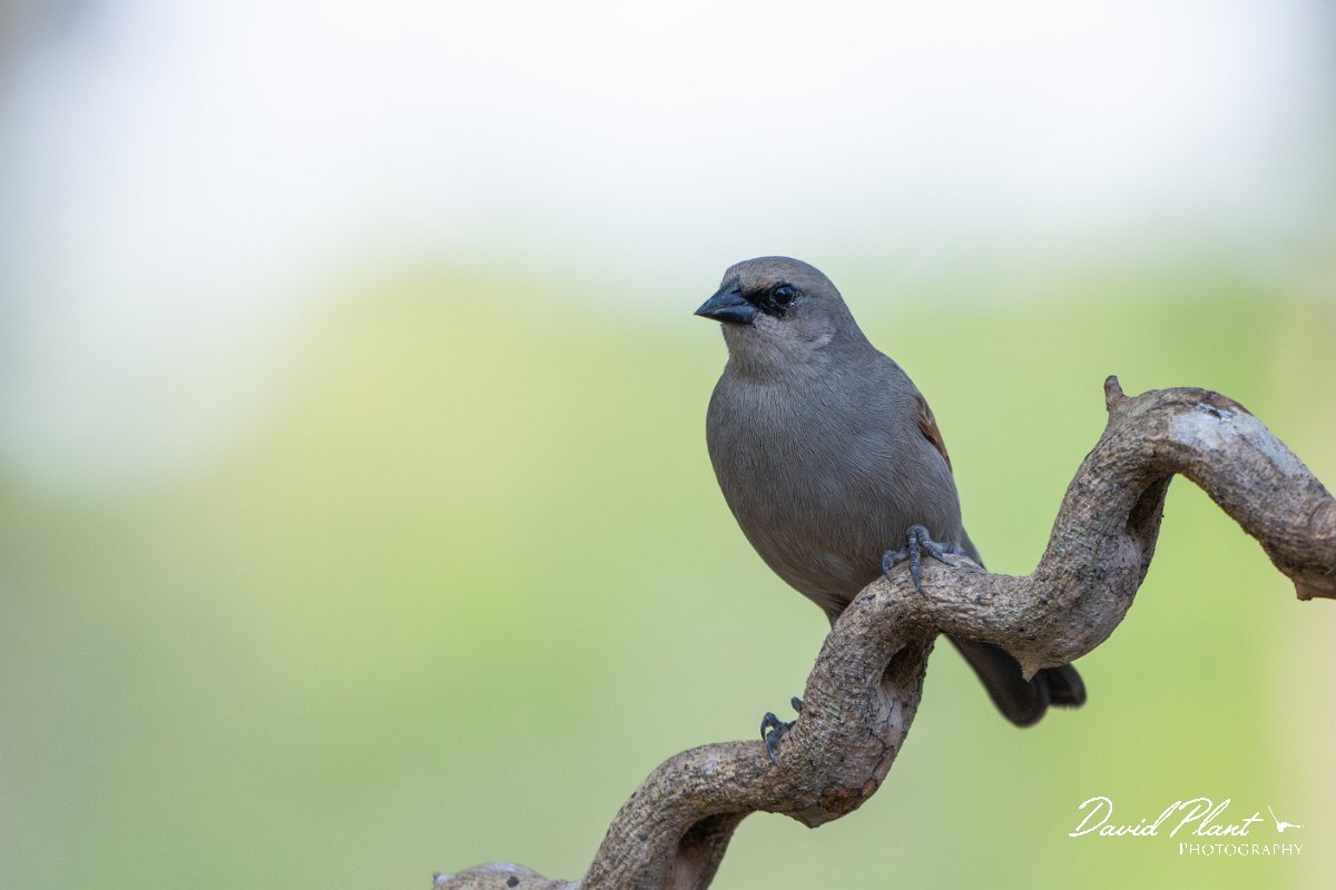 DPPhotography - Pantanal - Greyish baywing - C.jpg - Greyish baywing - Pantanal, Brazil