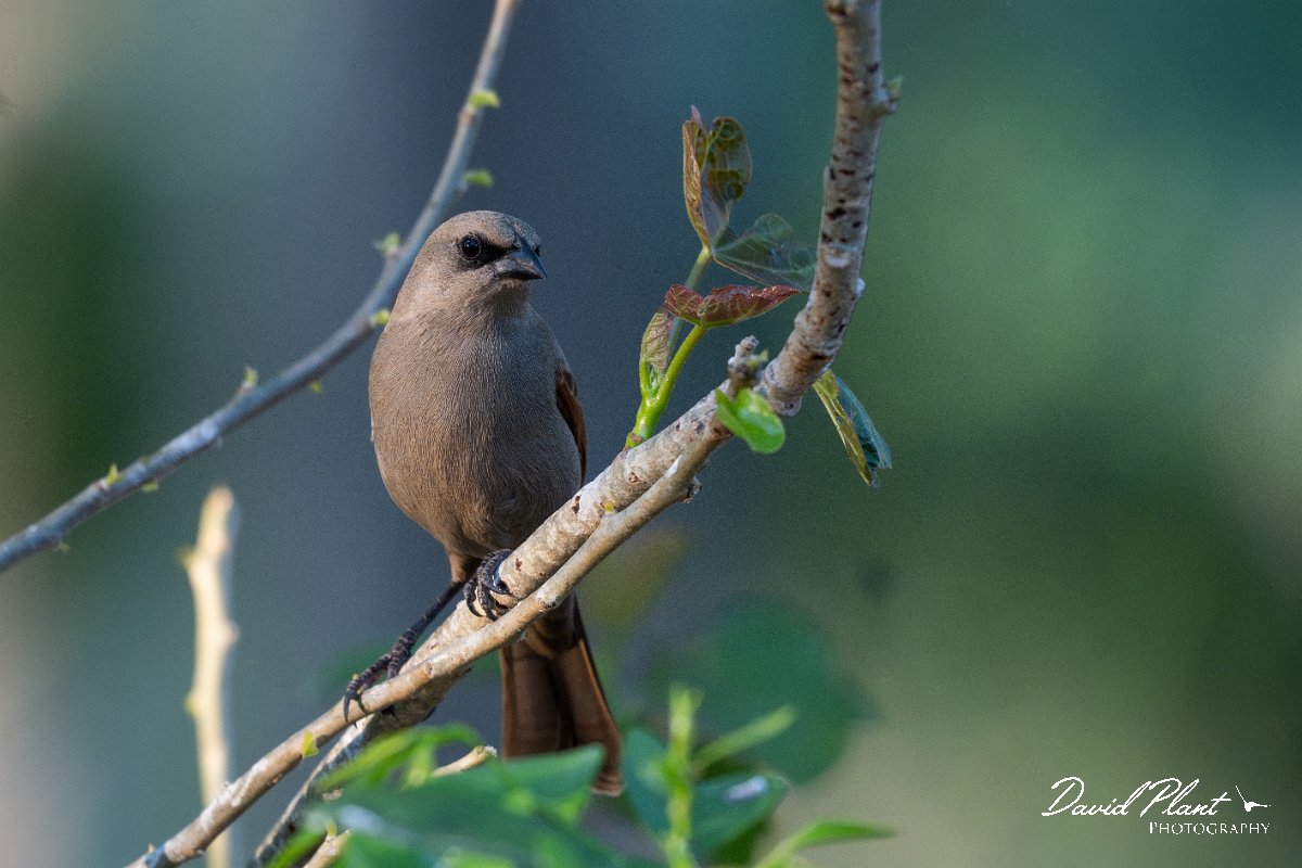 DPPhotography - Pantanal - Greyish baywing - E.jpg - Greyish baywing - Pantanal, Brazil