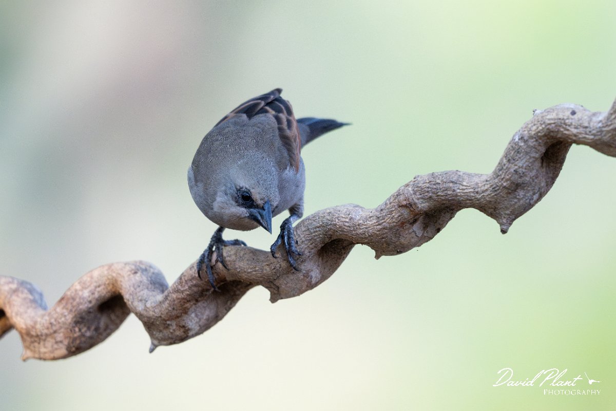 DPPhotography - Pantanal - Greyish baywing - F.jpg - Greyish baywing - Pantanal, Brazil