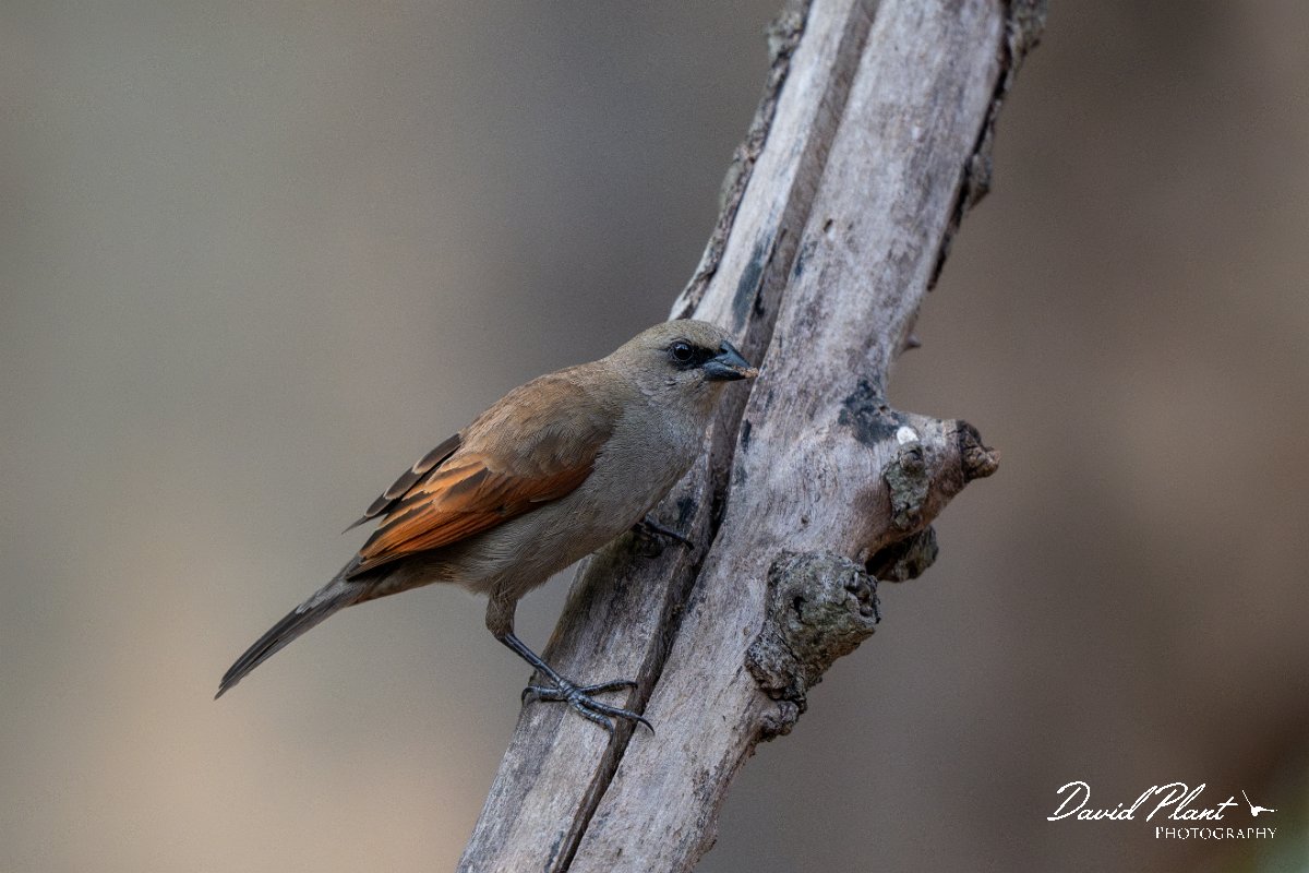 DPPhotography - Pantanal - Greyish baywing - H.jpg - Greyish baywing - Pantanal, Brazil