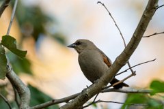 DPPhotography - Pantanal - Greyish baywing - A