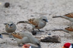 DPPhotography - Pantanal - Greyish baywing - B