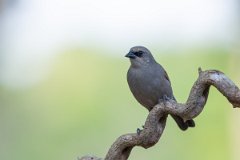 DPPhotography - Pantanal - Greyish baywing - C