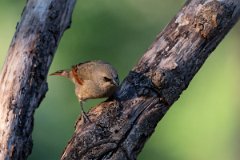 DPPhotography - Pantanal - Greyish baywing - D