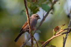 DPPhotography - Pantanal - Greyish baywing - G