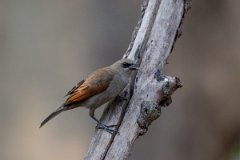 DPPhotography - Pantanal - Greyish baywing - H