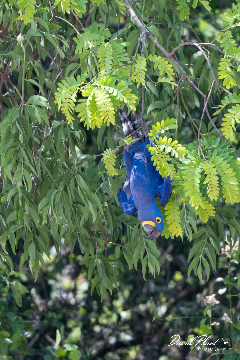 DPPhotography - Pantanal - Hyacinth macaw - AB.jpg - Hyacinth macaw - Pantanal, Brazil