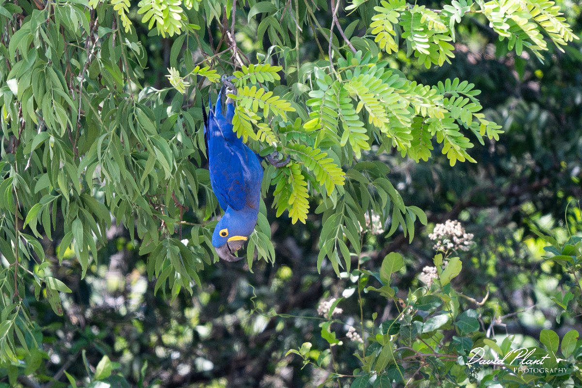 DPPhotography - Pantanal - Hyacinth macaw - AC.jpg - Hyacinth macaw - Pantanal, Brazil