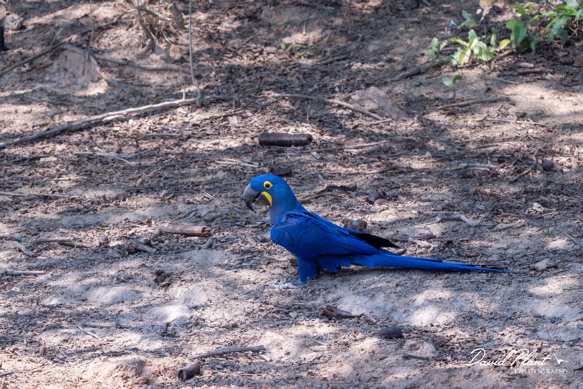 DPPhotography - Pantanal - Hyacinth macaw - AD.jpg - Hyacinth macaw - Pantanal, Brazil