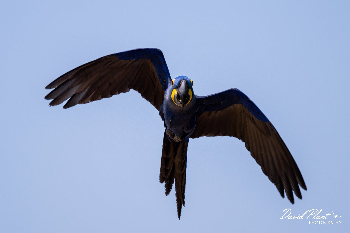 DPPhotography - Pantanal - Hyacinth macaw - AF.jpg - Hyacinth macaw - Pantanal, Brazil