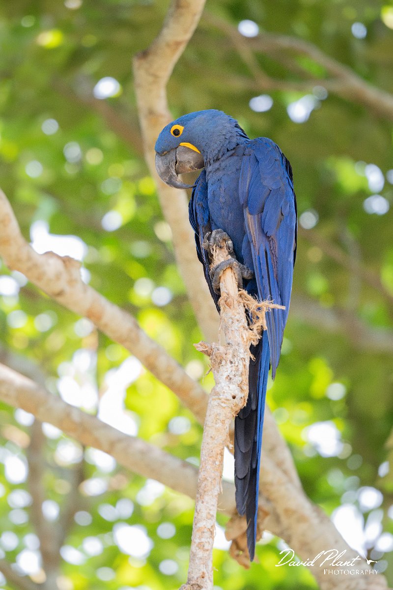 DPPhotography - Pantanal - Hyacinth macaw - B.jpg - Hyacinth macaw - Pantanal, Brazil