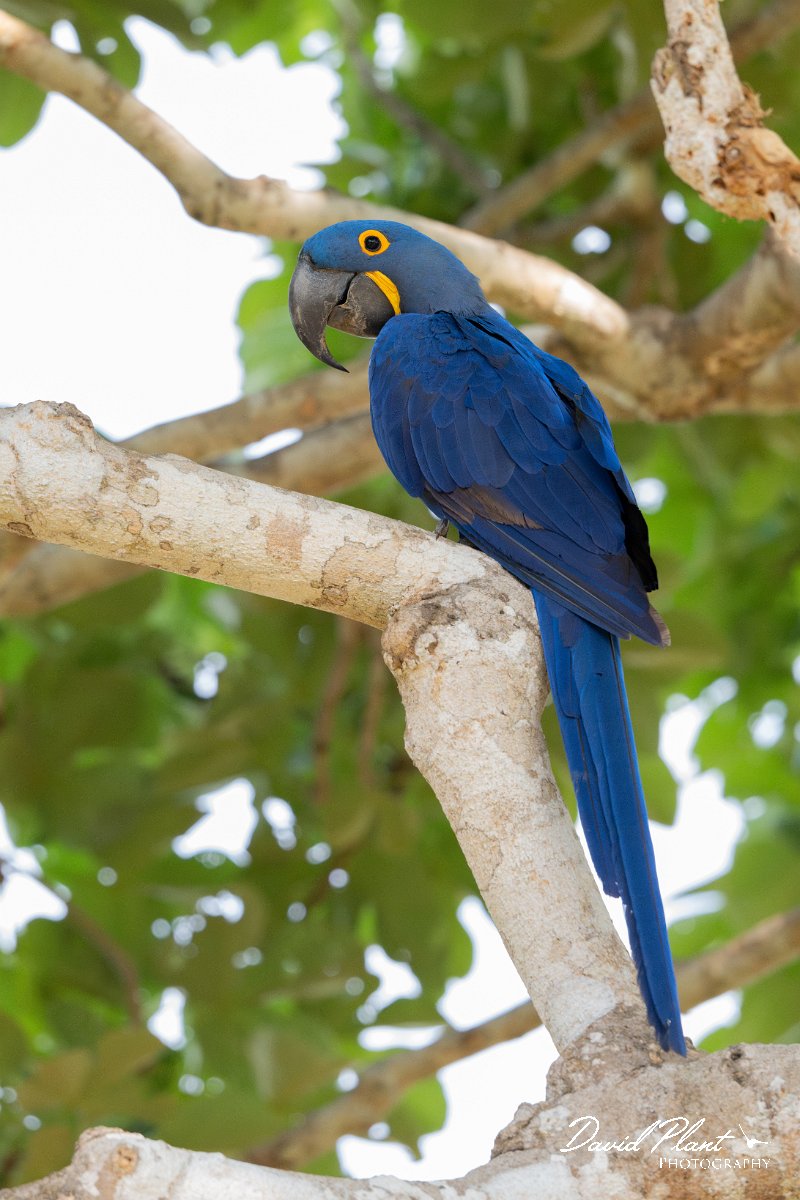 DPPhotography - Pantanal - Hyacinth macaw - D.jpg - Hyacinth macaw - Pantanal, Brazil