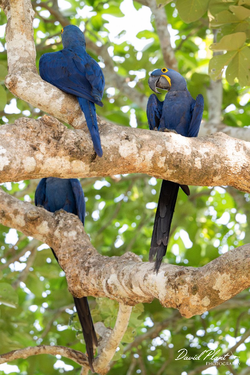 DPPhotography - Pantanal - Hyacinth macaw - E.jpg - Hyacinth macaw - Pantanal, Brazil