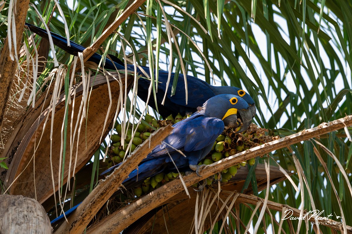DPPhotography - Pantanal - Hyacinth macaw - F.jpg - Hyacinth macaw - Pantanal, Brazil