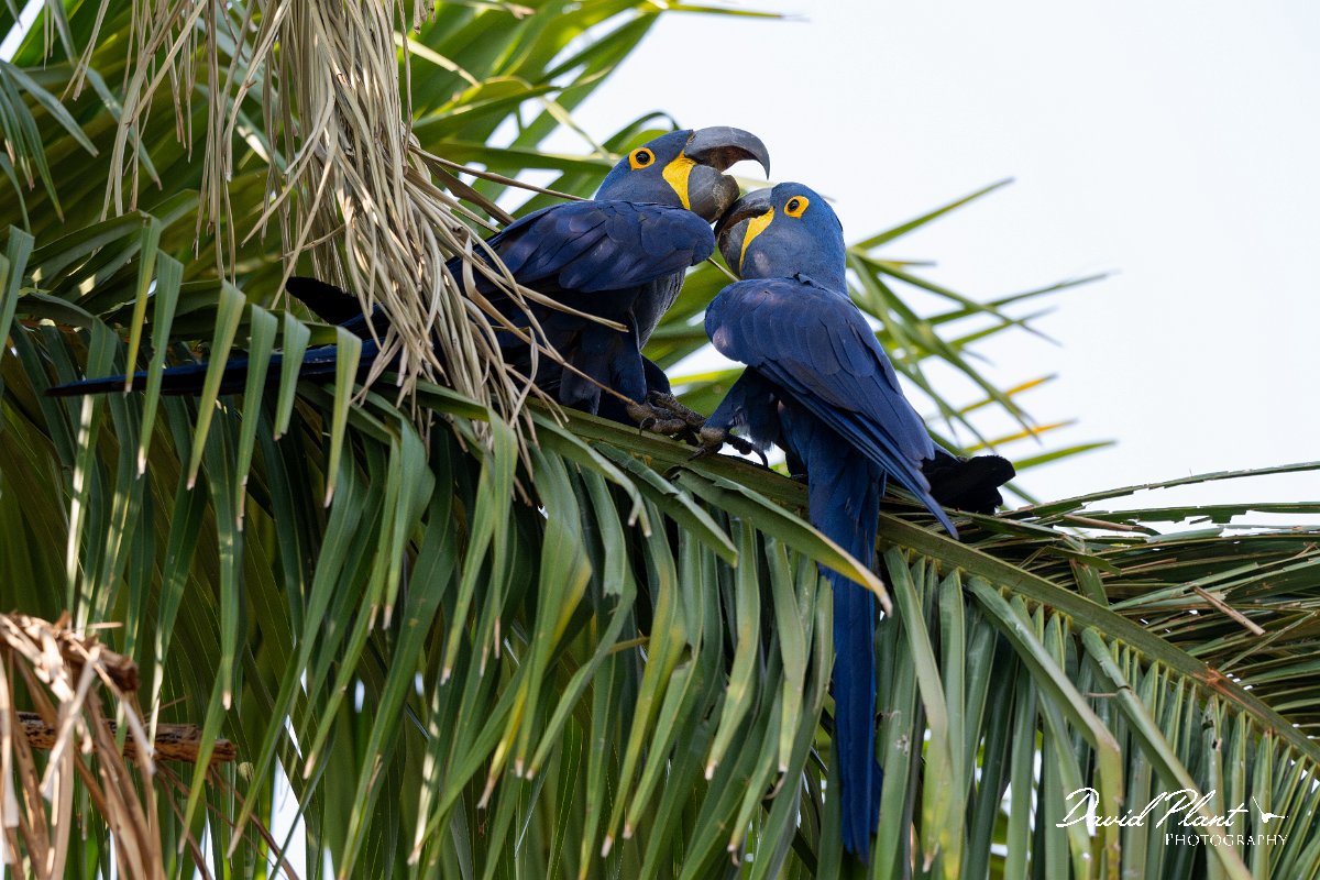DPPhotography - Pantanal - Hyacinth macaw - G.jpg - Hyacinth macaw - Pantanal, Brazil
