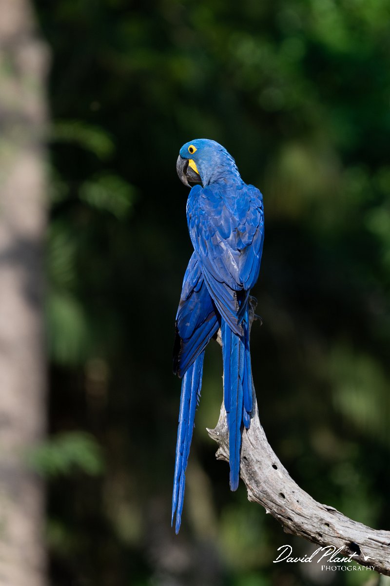 DPPhotography - Pantanal - Hyacinth macaw - H.jpg - Hyacinth macaw - Pantanal, Brazil