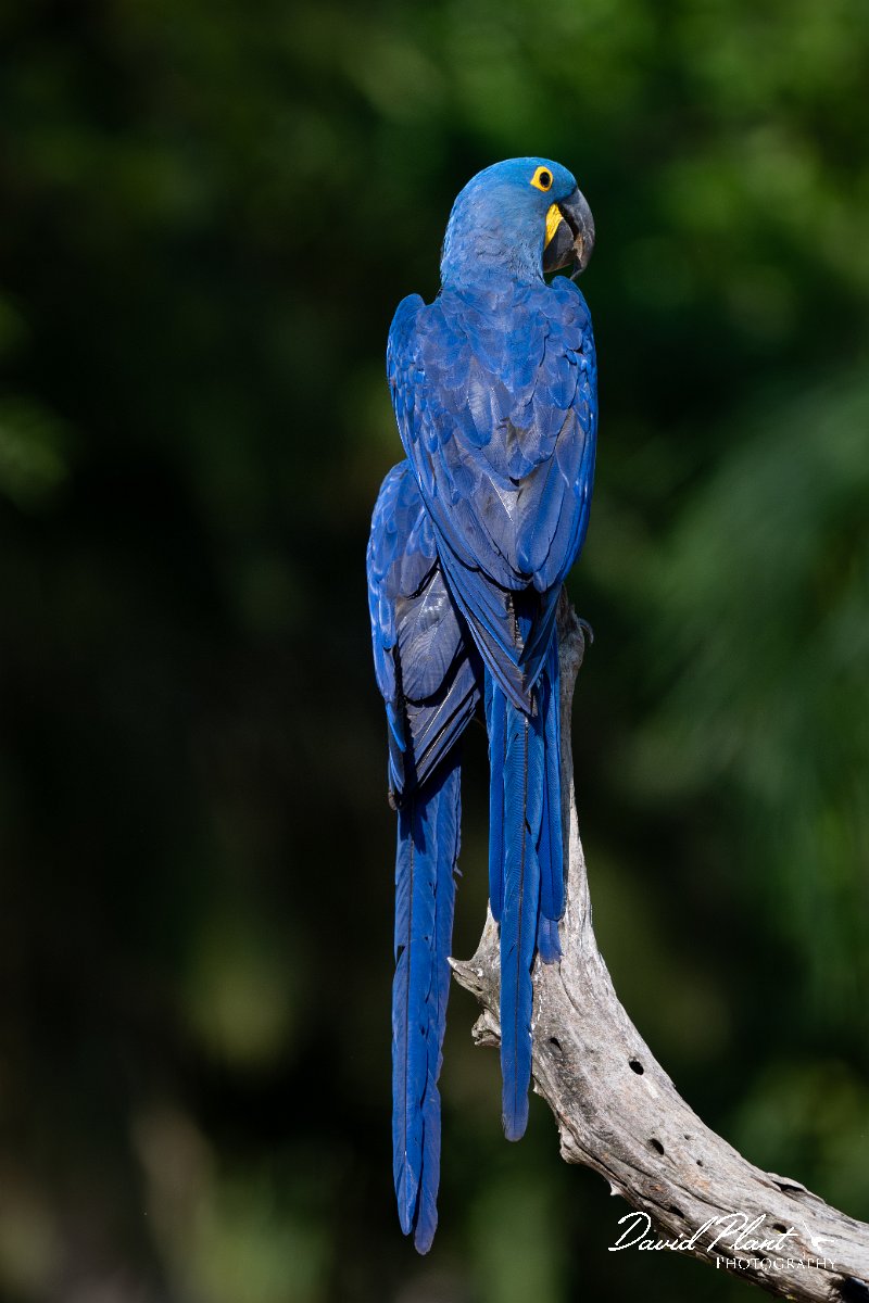 DPPhotography - Pantanal - Hyacinth macaw - I.jpg - Hyacinth macaw - Pantanal, Brazil